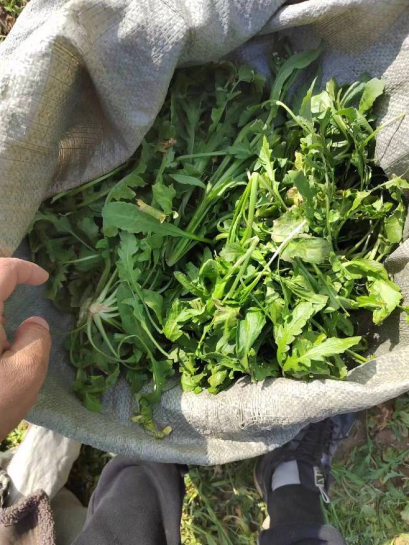 商丘新鲜荠菜，精品整颗荠荠菜，一手货源，视频看货