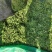 商丘新鲜荠菜，精品整颗荠荠菜，一手货源，视频看货