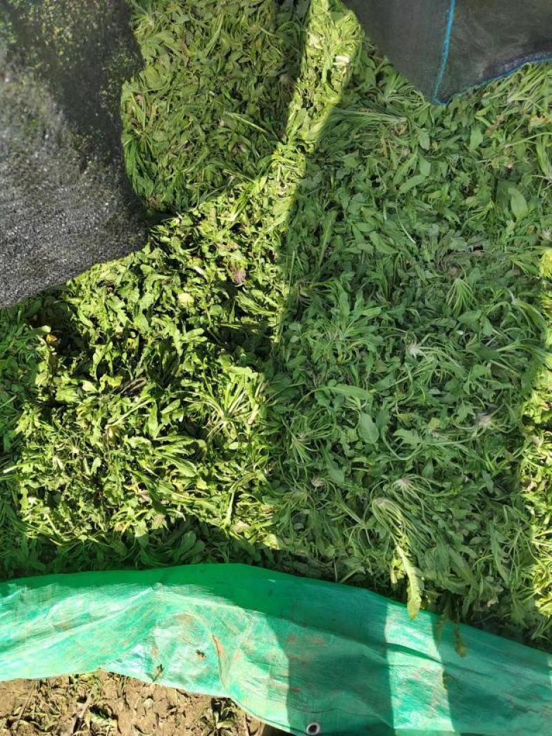 商丘新鲜荠菜，精品整颗荠荠菜，一手货源，视频看货