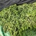 商丘新鲜荠菜，精品整颗荠荠菜，一手货源，视频看货