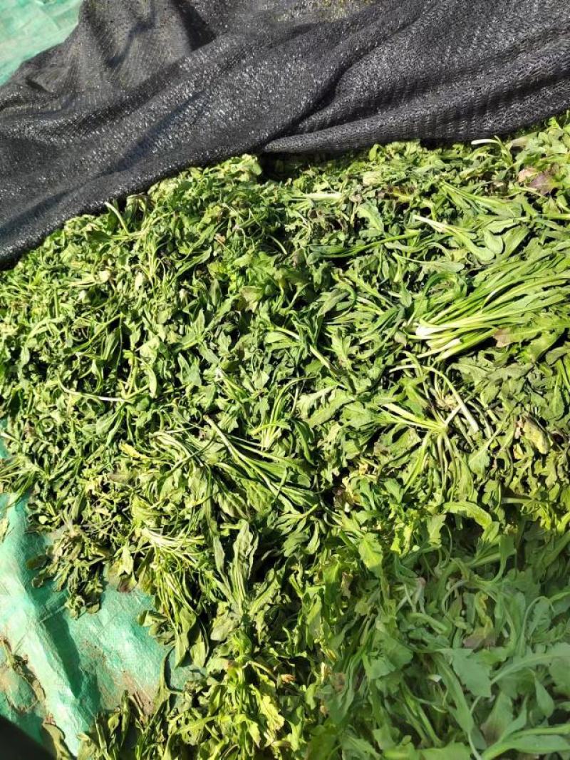 商丘新鲜荠菜，精品整颗荠荠菜，一手货源，视频看货