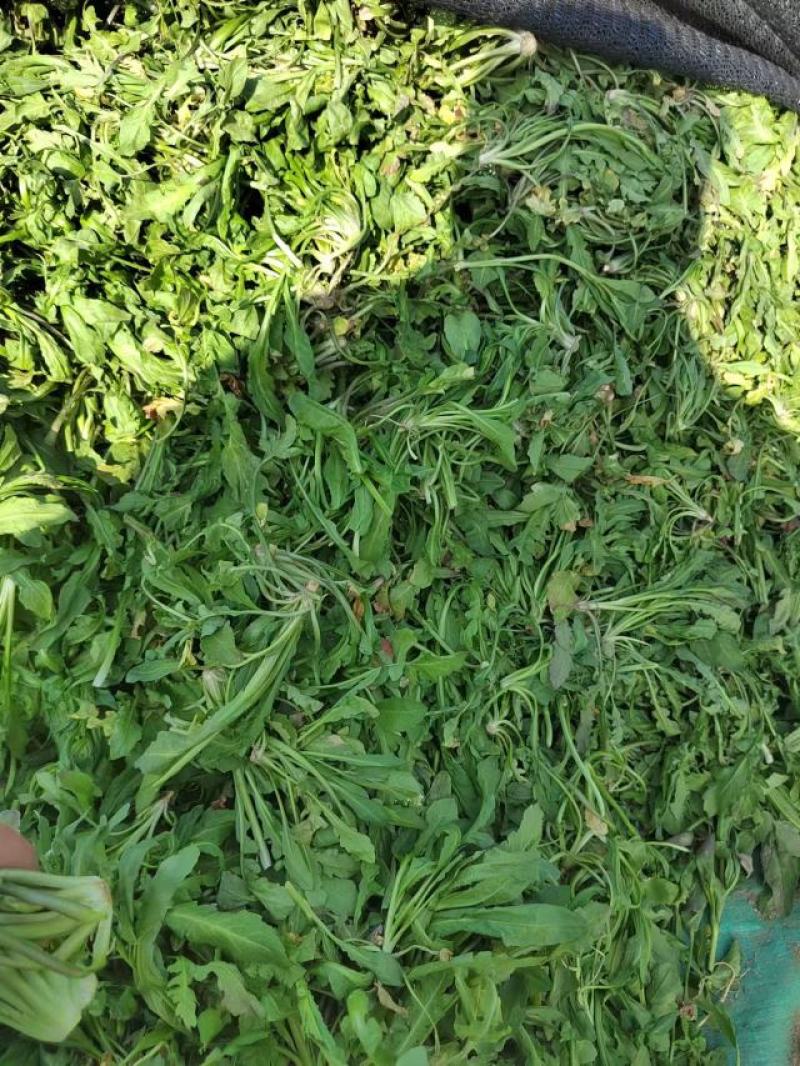 商丘新鲜荠菜，精品整颗荠荠菜，一手货源，视频看货