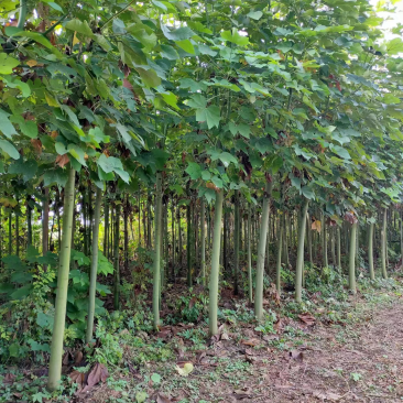 8-12公分青桐树，中国梧桐树