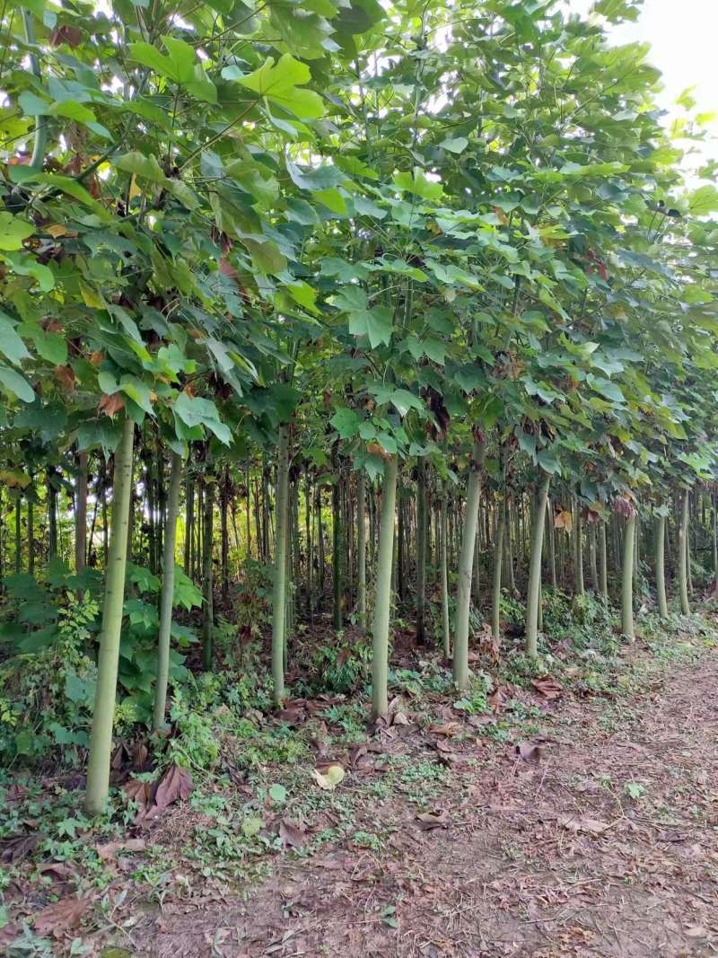 8-12公分青桐树，中国梧桐树