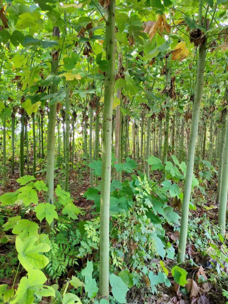 8-12公分青桐树，中国梧桐树