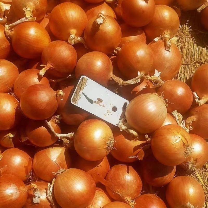 洋葱云南洋葱农家自种黄皮洋葱新鲜蔬菜批发洋葱批发场地批发
