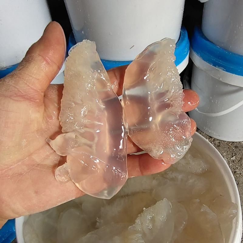海蜇头！小花叶片短花，新货脆度好！大量现货供应产地直发