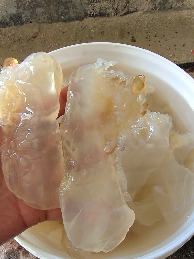 海蜇头！小花叶片短花，新货脆度好！大量现货供应产地直发