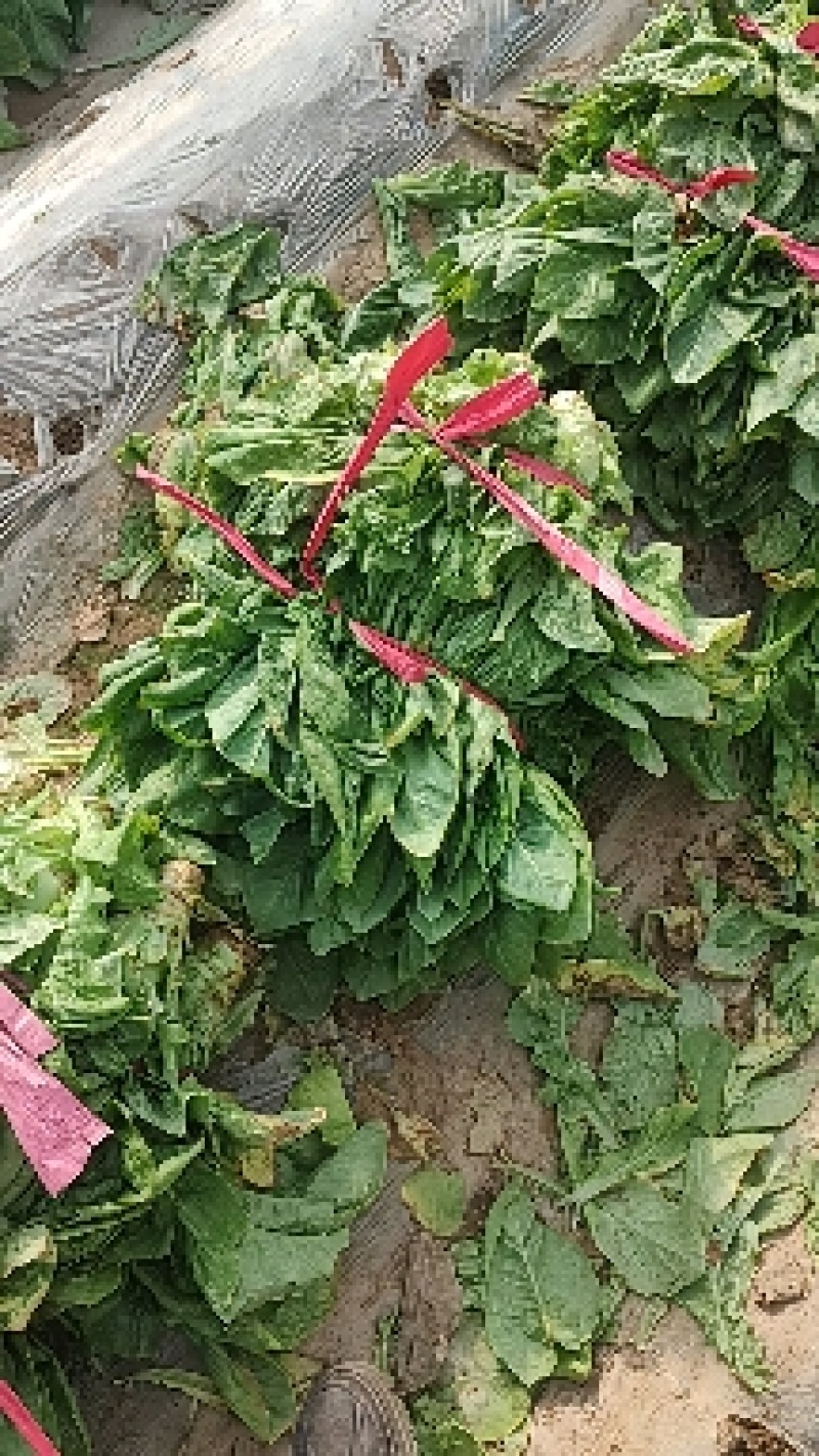圆叶莴笋，源头货源，质量保证，货量充足！