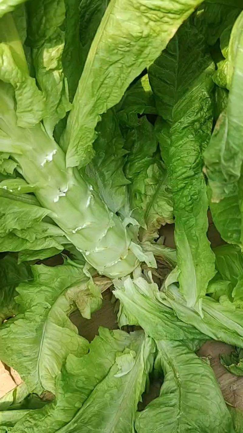 圆叶莴笋，源头货源，质量保证，货量充足！