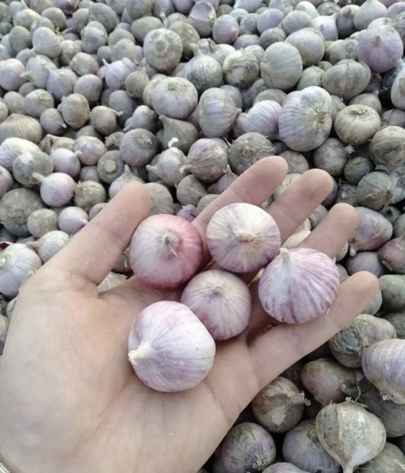 精品独头蒜种子厂家直发可视频看货品质保证