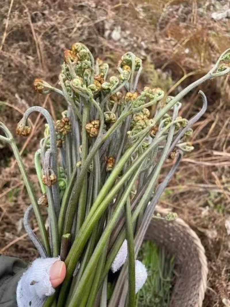 云南高黎贡山野生蕨菜