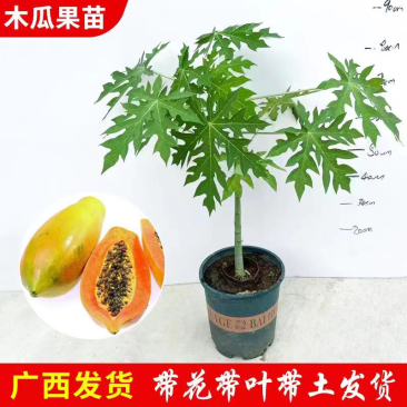 木果苗