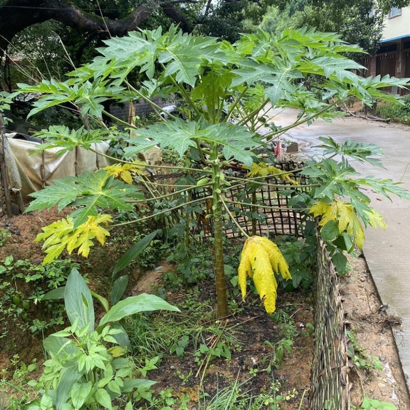 木果苗