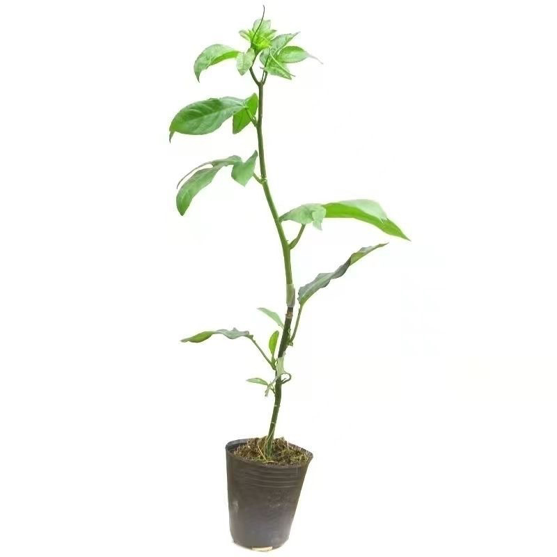 木果苗