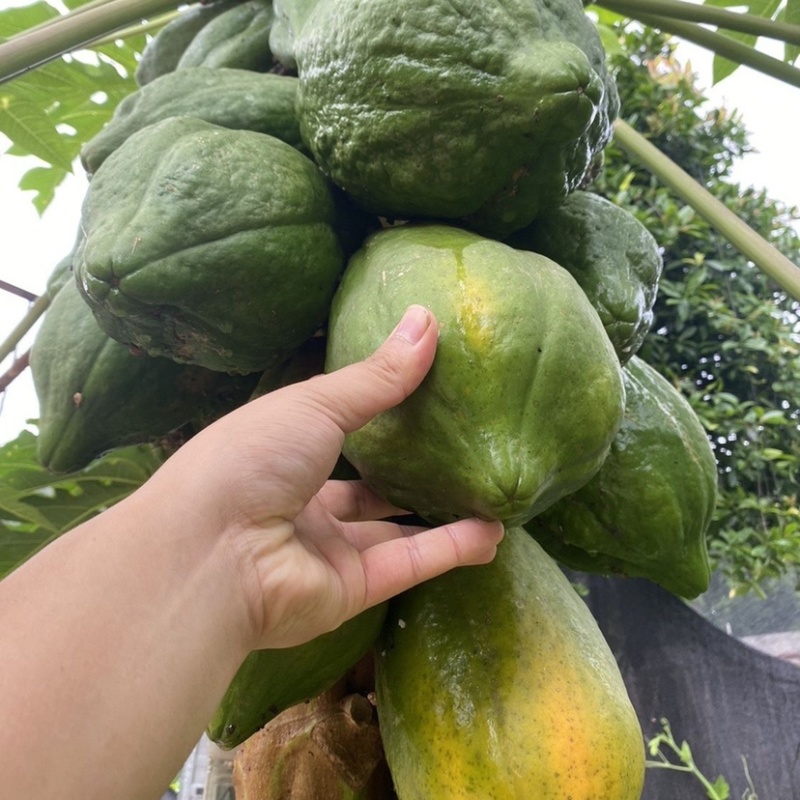 木果苗