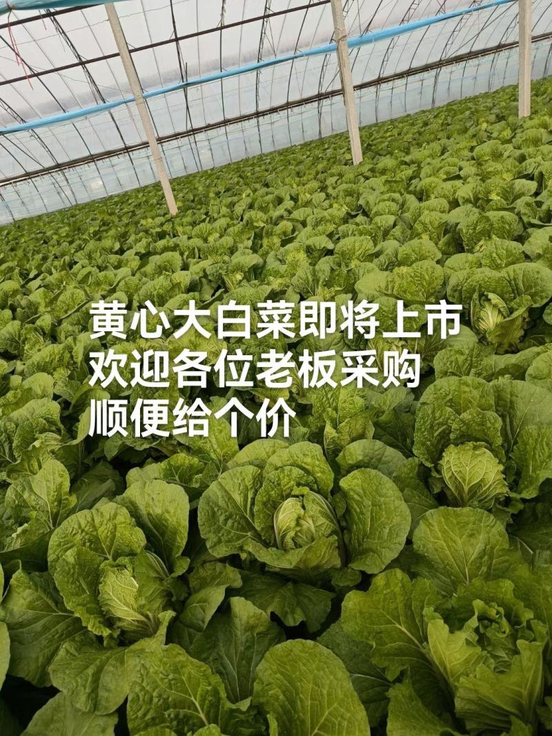 现在白菜有九成心十成心了老板们给出个价吧！！！