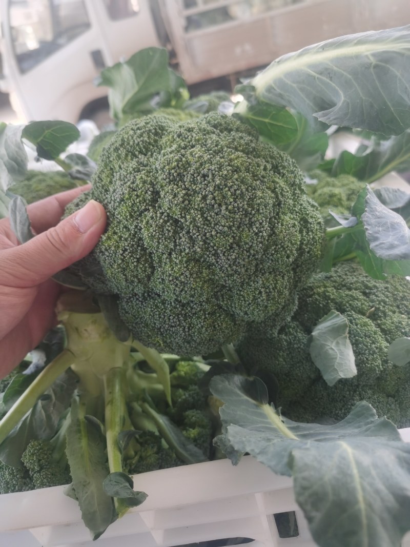 大量供应，西兰花，质量保证，货源充足，欢迎新老客户前来订
