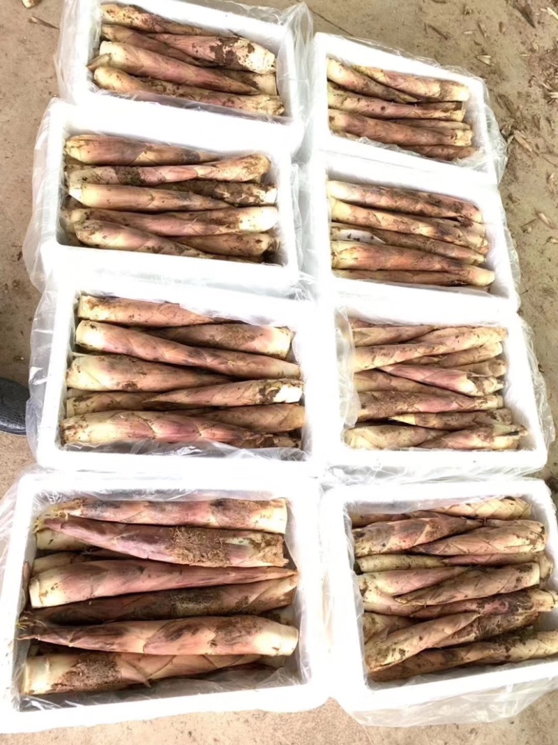 竹笋雷笋大量上市
