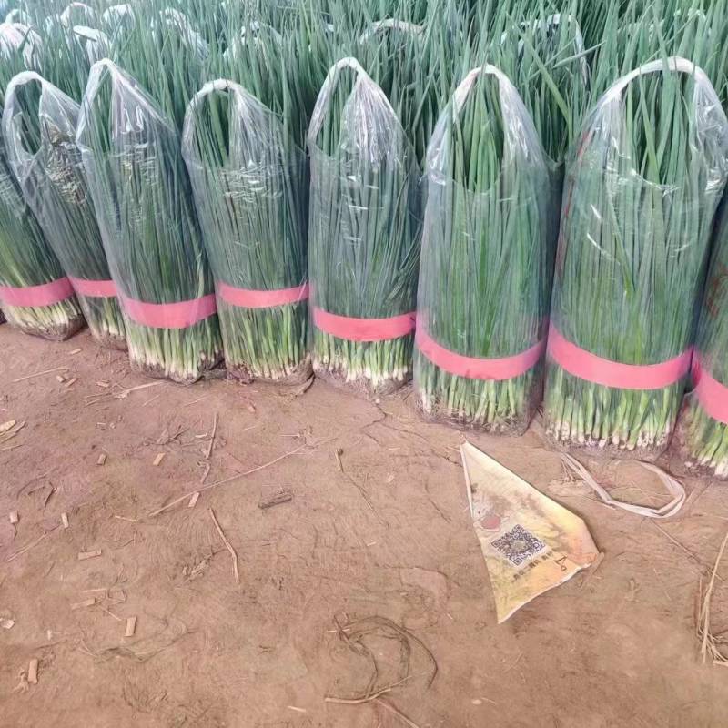 精品四季小葱大量供货，河南产地一手货源，新鲜保质