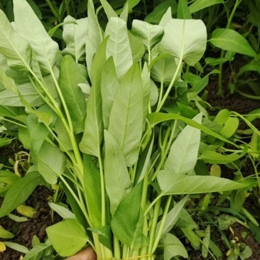 空心菜开始上市，支持配菜