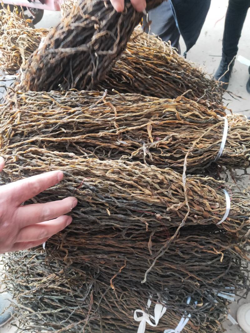 豆角长期大量供应干豇豆干豆角鲜豇豆鲜豆角欢迎老板订货