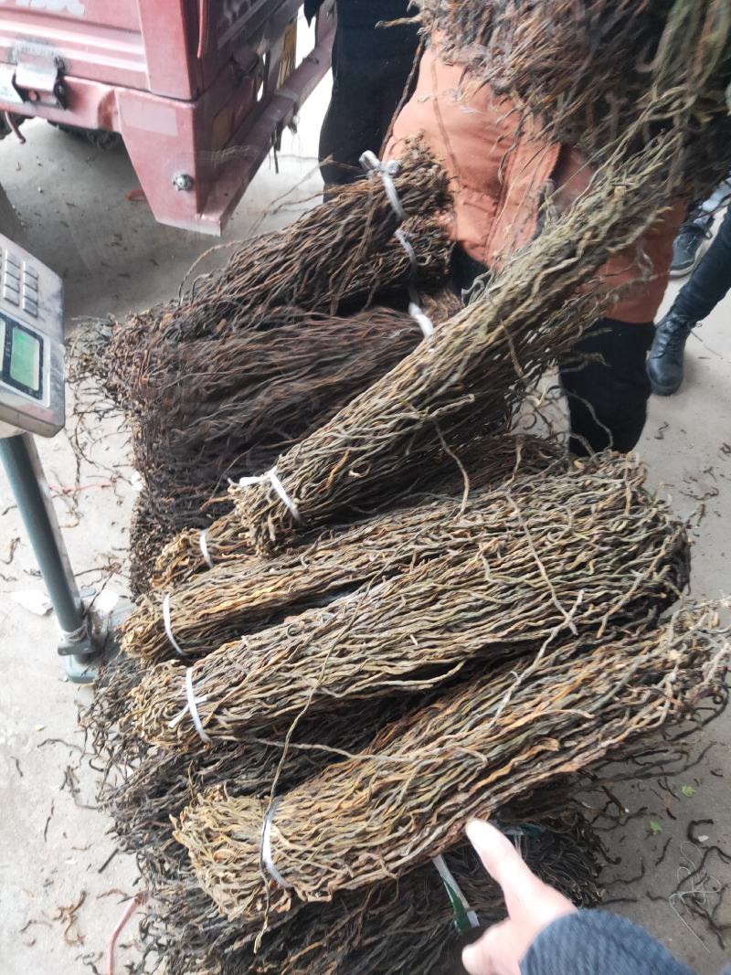 豆角长期大量供应干豇豆干豆角鲜豇豆鲜豆角欢迎老板订货