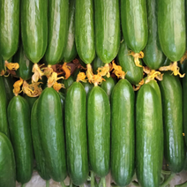 寿光水果黄瓜，产地发货，质量保障，欢迎联系。