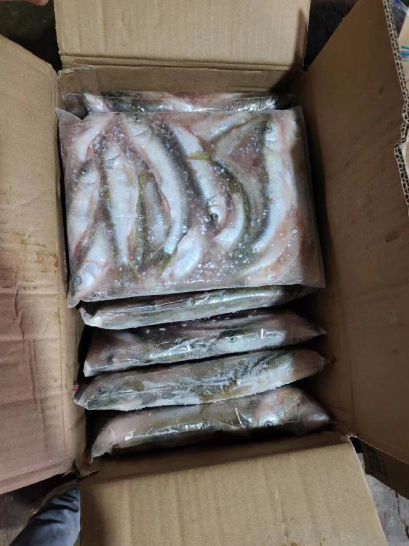 精品马口鱼规格齐全2斤装5斤装量大从优