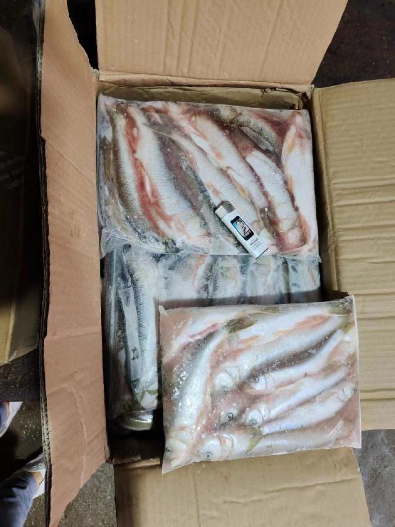 精品马口鱼规格齐全2斤装5斤装量大从优