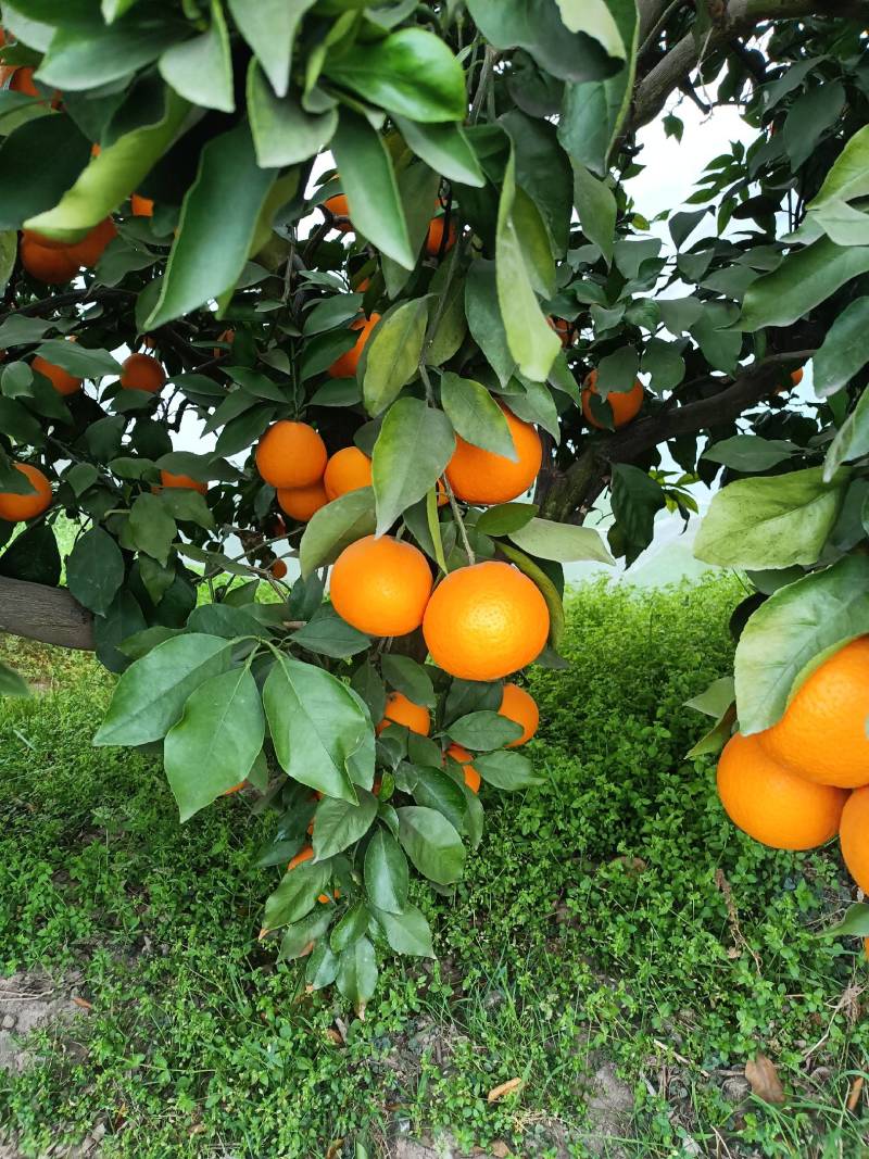 四川青见果冻橙