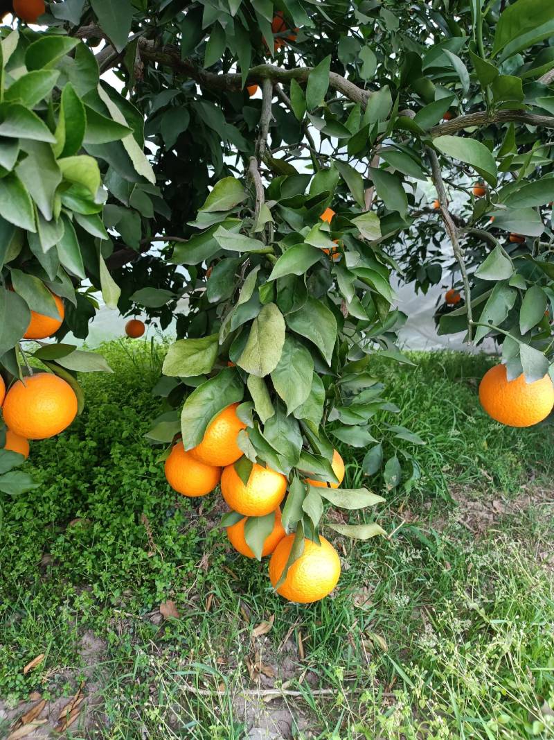 四川青见果冻橙