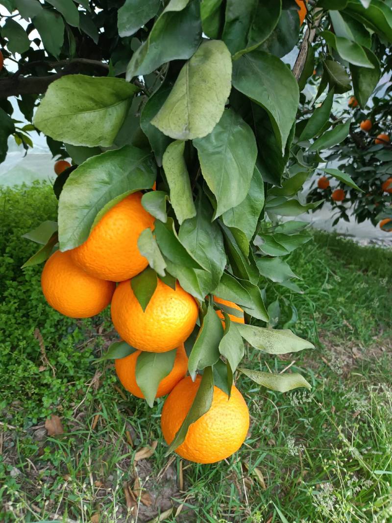 四川青见果冻橙