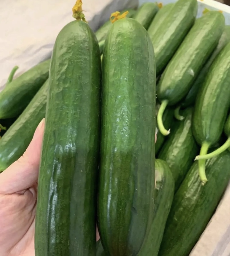 寿光水果黄瓜，产地发货，质量保障，欢迎联系。