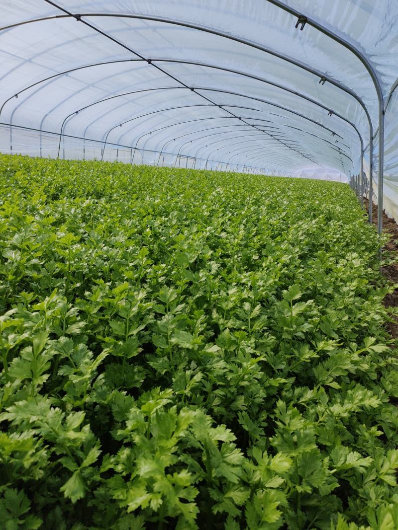 千亩芹菜基地，大量上市中，欢迎各位老板前来收够，