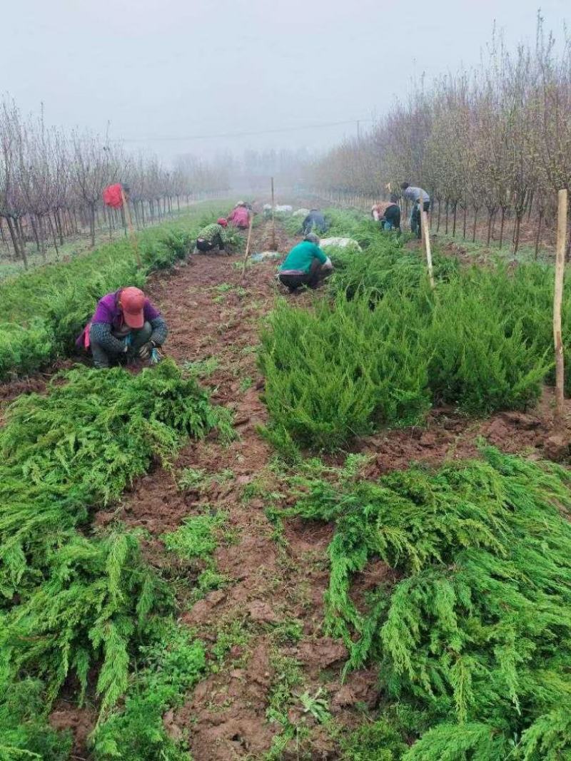 龙柏苗批发40以上带护心土发货山东龙柏苗基地