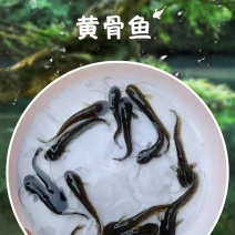 黄骨鱼苗批发，量大从优