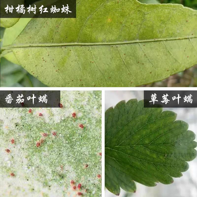 金满枝美国富美实丁氟螨酯红蜘蛛农药杀螨剂农药杀虫剂