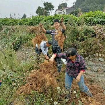 红心猕猴桃苗当年结果大量批发红阳猕猴桃苗