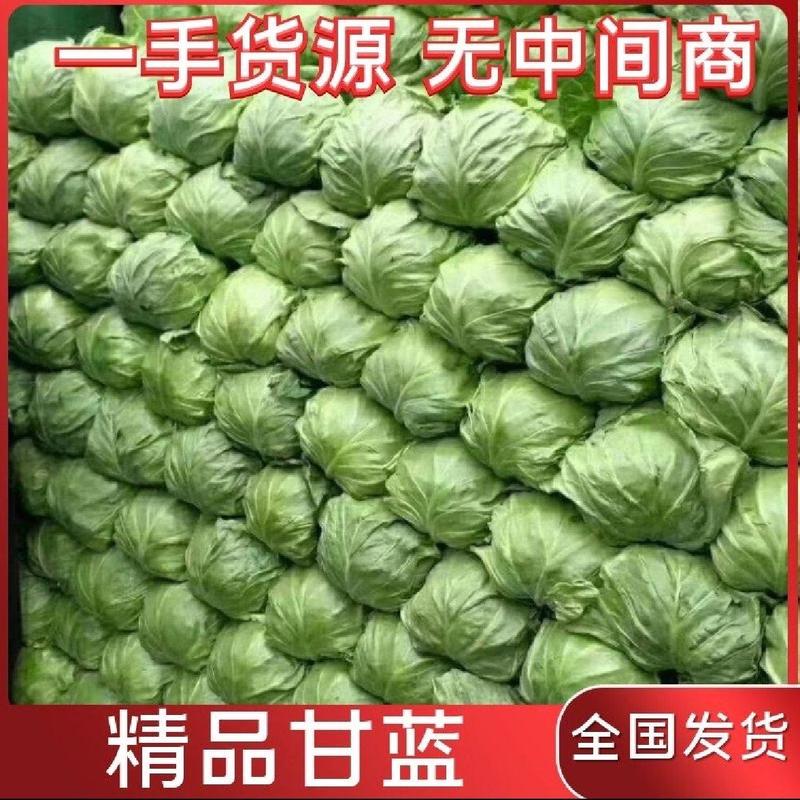 甘蓝精品包菜中甘青甘蓝绿球甘蓝可视频看货，支持线上交易