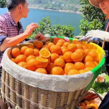 湖北伦晚脐橙汁多饱满皮面圆润地头看货装车无中间商环节