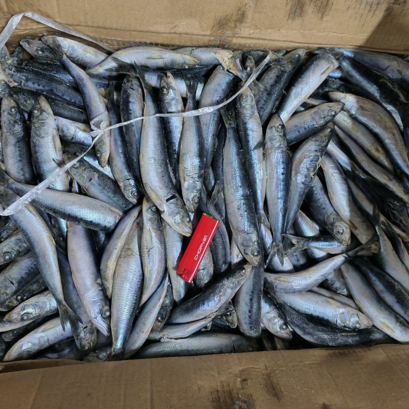 沙丁鱼船冻沙丁鱼沙丁鱼国产沙丁鱼小沙丁鱼沙丁鱼