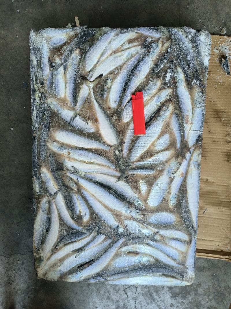 沙丁鱼船冻沙丁鱼沙丁鱼国产沙丁鱼小沙丁鱼沙丁鱼