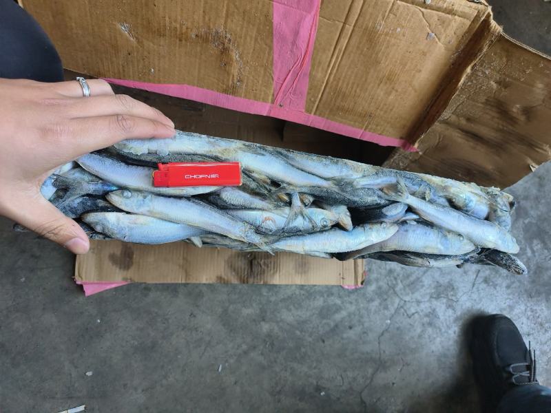 沙丁鱼船冻沙丁鱼沙丁鱼国产沙丁鱼小沙丁鱼沙丁鱼
