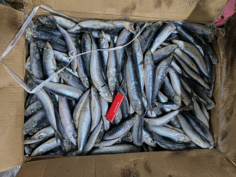 沙丁鱼船冻沙丁鱼沙丁鱼国产沙丁鱼小沙丁鱼沙丁鱼