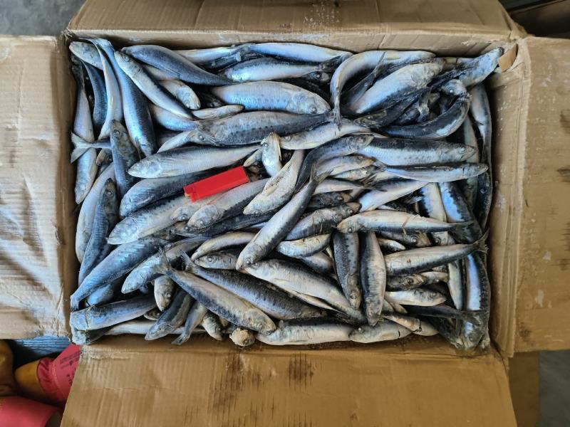 沙丁鱼船冻沙丁鱼沙丁鱼国产沙丁鱼小沙丁鱼沙丁鱼