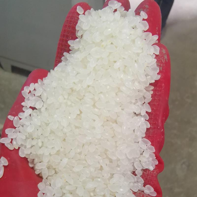 珍珠米，大批量珍珠米，东北产地，厂家发货，质量保证，欢迎来电
