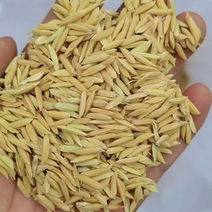 精品稻谷，黄花粘，中华竹稻，优质稻籼稻，自产自销