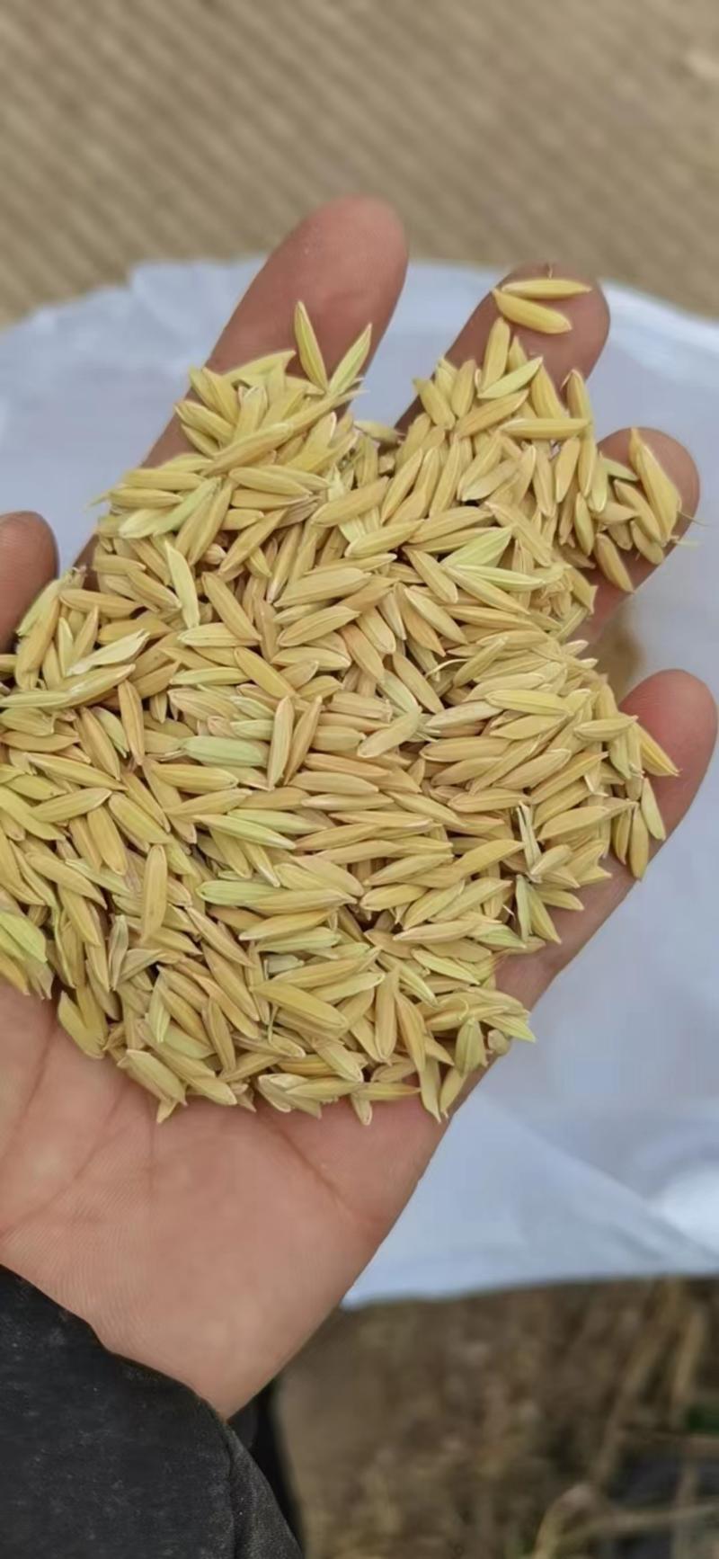 精品稻谷，黄花粘，中华竹稻，优质稻籼稻，自产自销