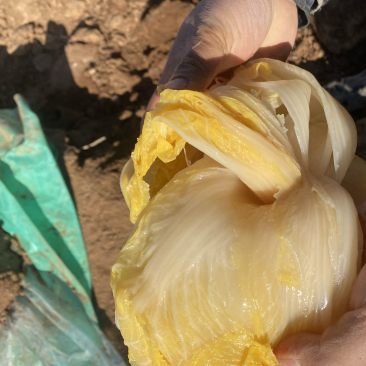 酸菜便宜出